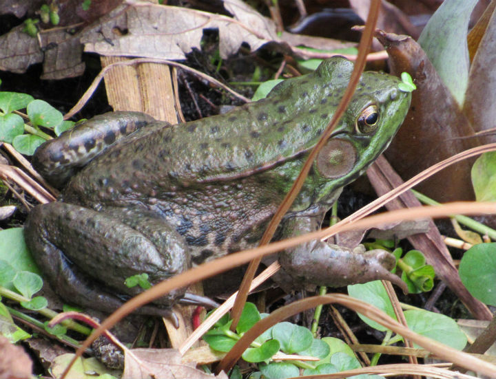 Green Frog